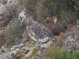 白馬岳の雌雷鳥3