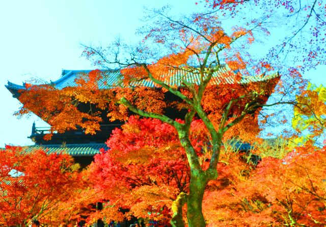 京都紅葉