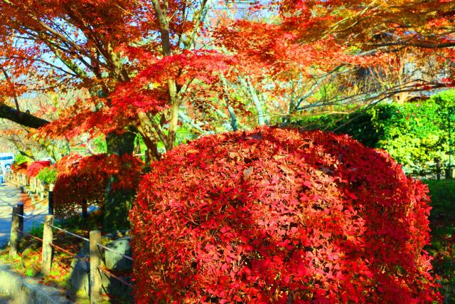 京都紅葉