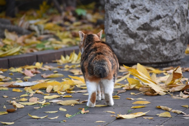 冬の猫