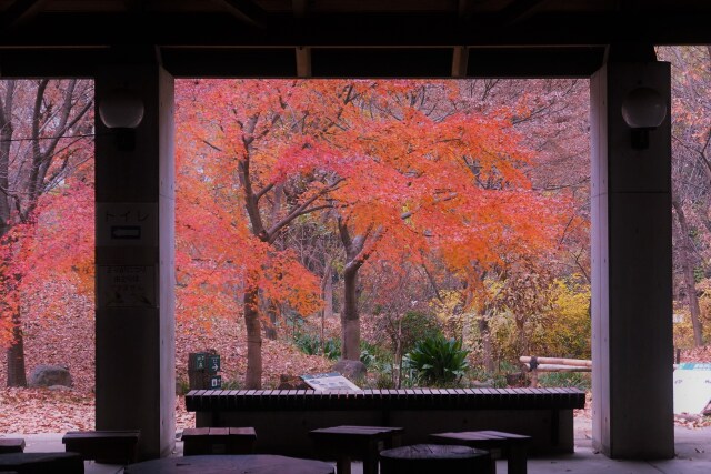 休憩所の紅葉