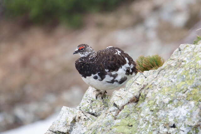 小蓮華山の雄雷鳥7