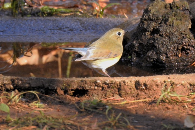 ルリビタキ♀