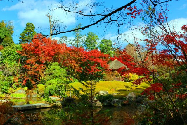 妙心寺紅葉