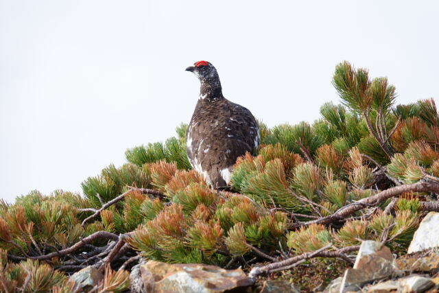 小蓮華山の雄雷鳥9