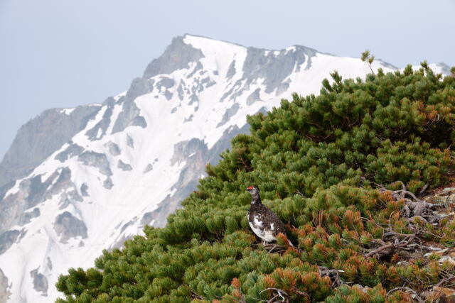 小蓮華山の雄雷鳥10