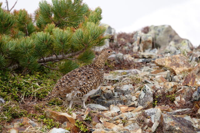 小蓮華山の雌雷鳥7