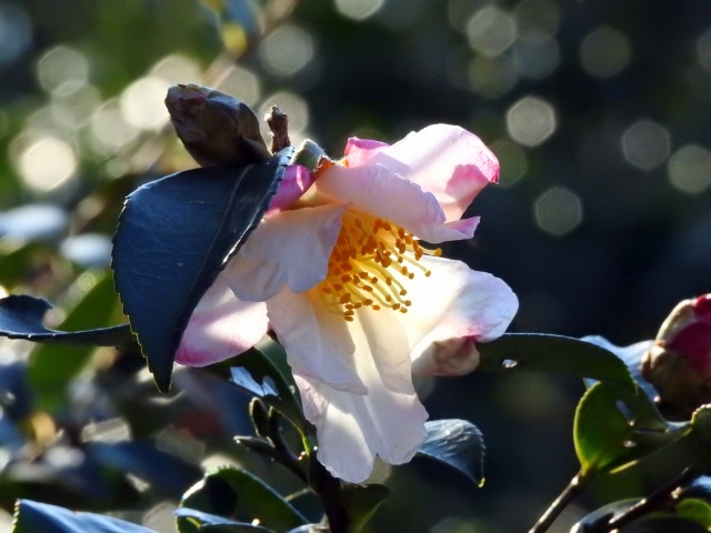 山茶花 大空