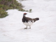 小蓮華山の雄雷鳥13