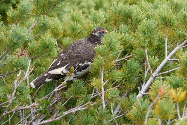 甲斐駒ヶ岳の雄雷鳥2