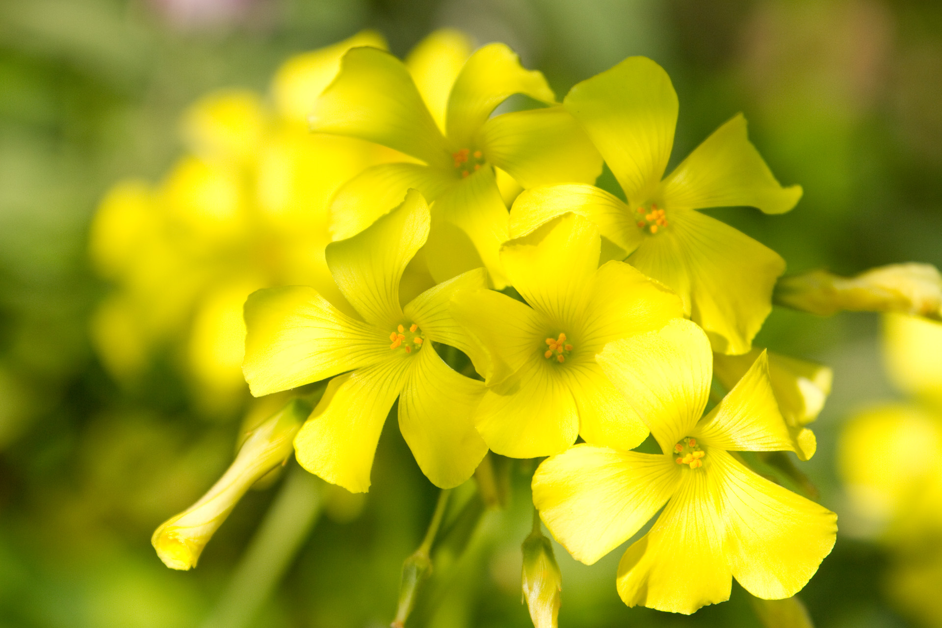 花 植物 オオキバナカタバミ 壁紙19x1280 壁紙館