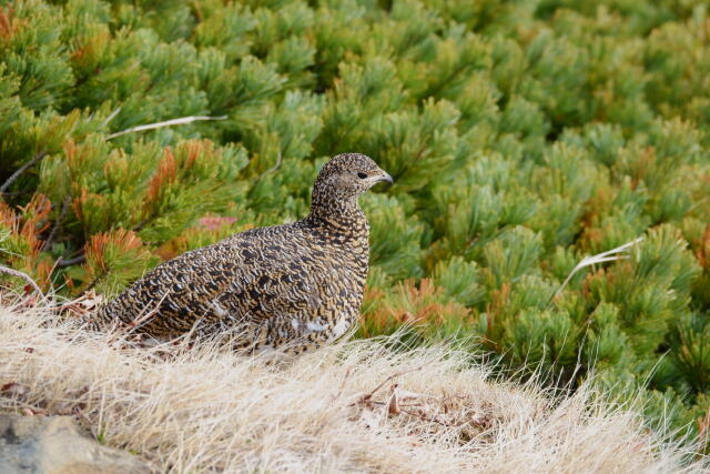 小蓮華山の雌雷鳥8