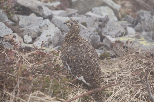 小蓮華山の雌雷鳥9