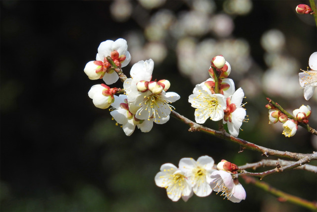 冬の梅花3