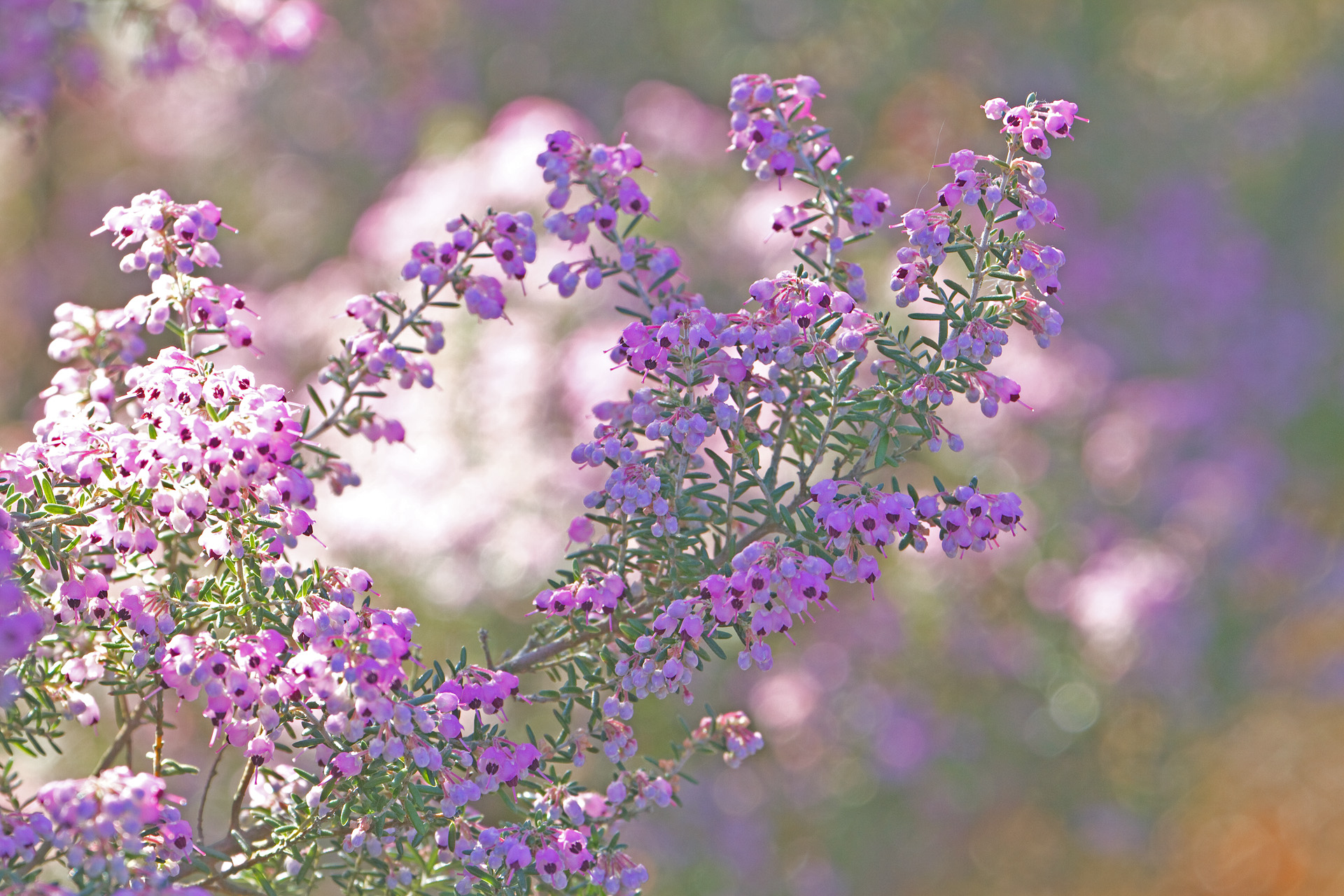 花 植物 ジャノメエリカ 壁紙19x1280 壁紙館