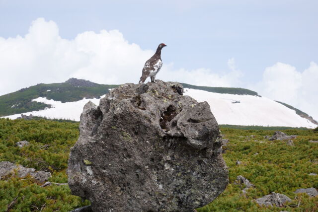 白馬乗鞍岳の雄雷鳥3