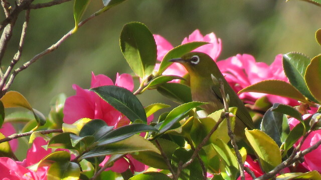 山茶花とメジロ