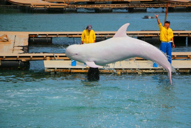 白いクジラのジャンプ