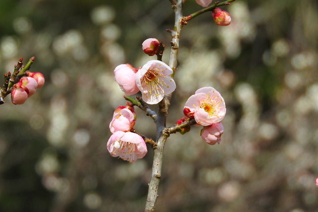 冬の梅花4