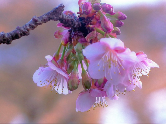 寒桜