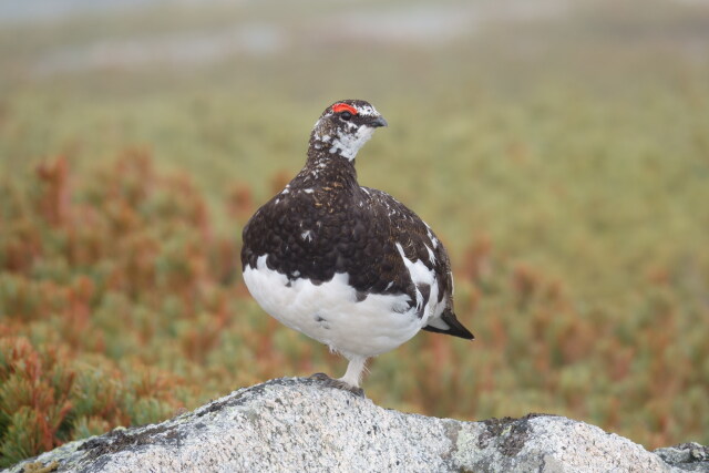 双六岳の雄雷鳥3