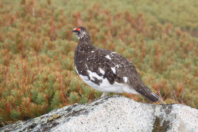 双六岳の雄雷鳥4