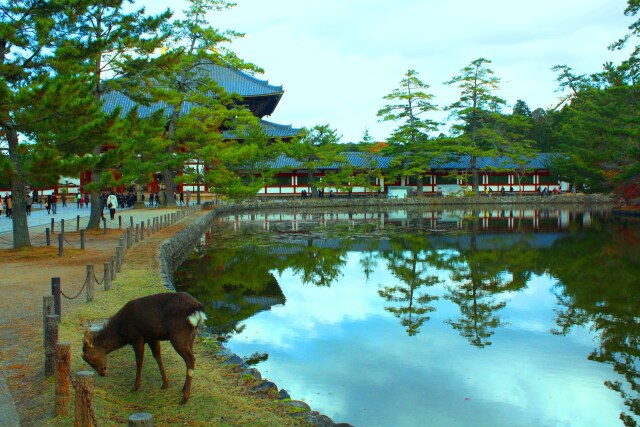 奈良公園と鹿