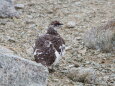 双六岳の雄雷鳥7