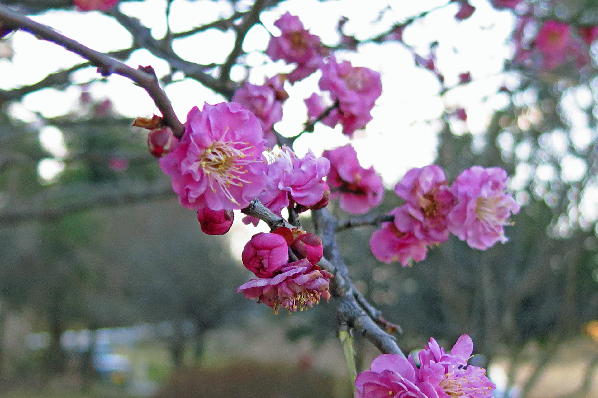 花 植物 八重咲きの梅 壁紙19x1279 壁紙館