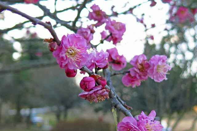 八重咲きの梅