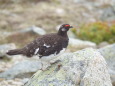 双六岳の雄雷鳥10