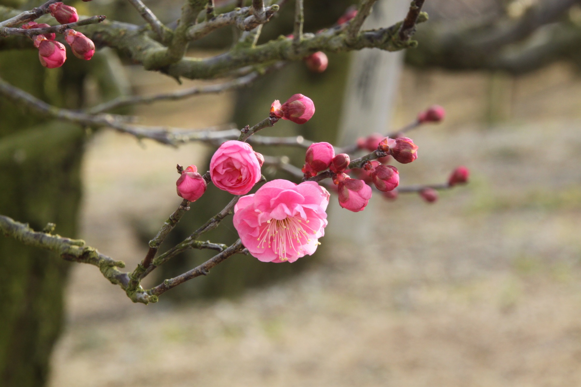 花 植物 梅の花 壁紙19x1280 壁紙館