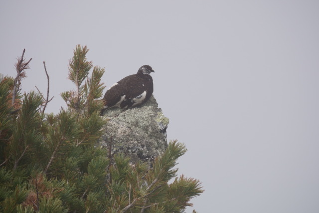 甲斐駒ヶ岳の雄雷鳥3