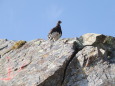 小仙丈ヶ岳の雄雷鳥