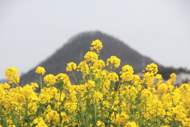 冬空に咲く菜の花