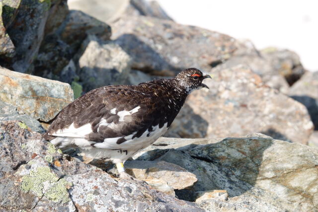 小仙丈ヶ岳の雄雷鳥2