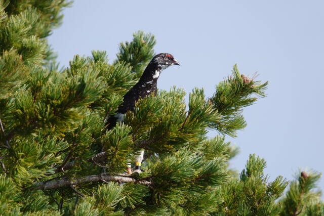 仙丈ヶ岳の雄雷鳥