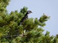 仙丈ヶ岳の雄雷鳥