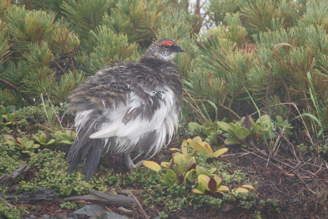 継子岳の雄雷鳥