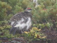 継子岳の雄雷鳥