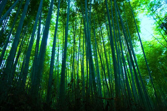 京都竹林