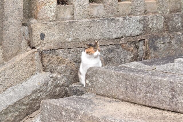 尾道の猫