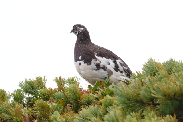 仙丈ヶ岳の雄雷鳥4