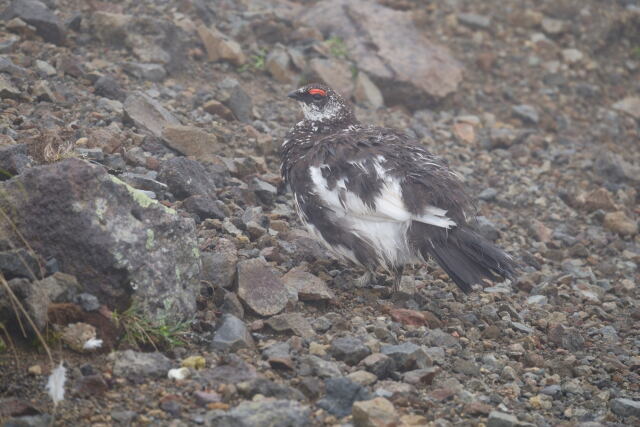 継子岳の雄雷鳥3