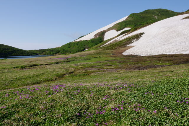 白馬大池のお花畑