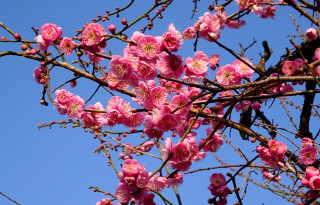 碧空に紅梅の花