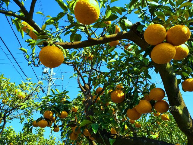 東紀州の2月の夏みかん