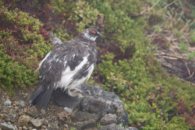 継子岳の雄雷鳥4