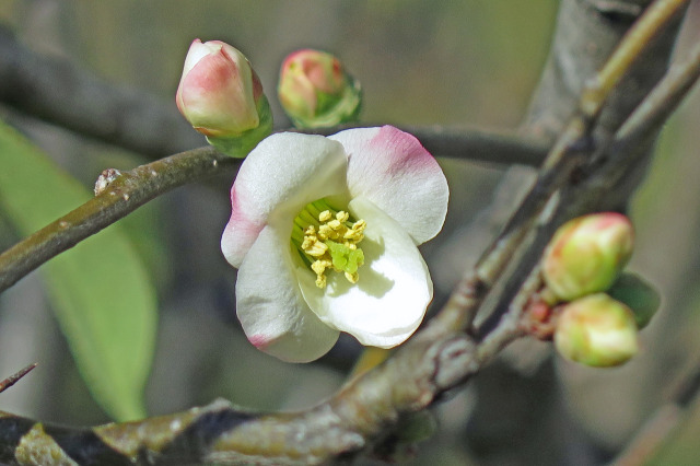 木瓜の花