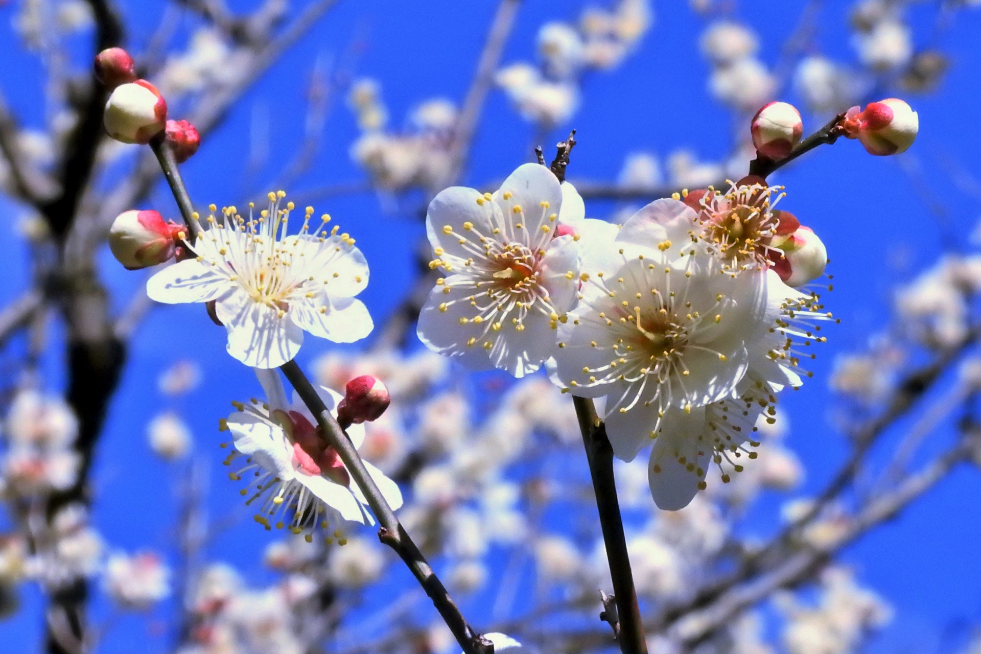 花 植物 冬至梅 壁紙19x1280 壁紙館